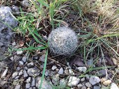 Rapicactus beguinii