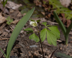 Anemonoides nemorosa
