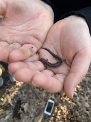 Plethodon cinereus