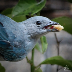 Thraupis sayaca