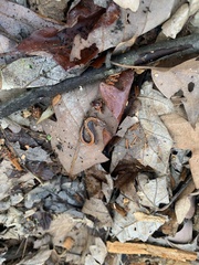 Plethodon cinereus