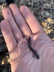 Plethodon cinereus