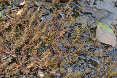 Myriophyllum triphyllum