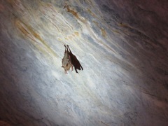 Hipposideros diadema