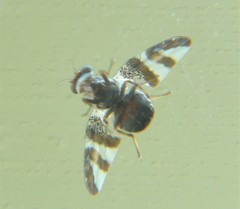 Dyscrasis hendeli