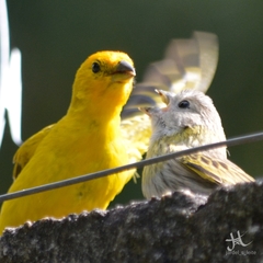 Sicalis flaveola