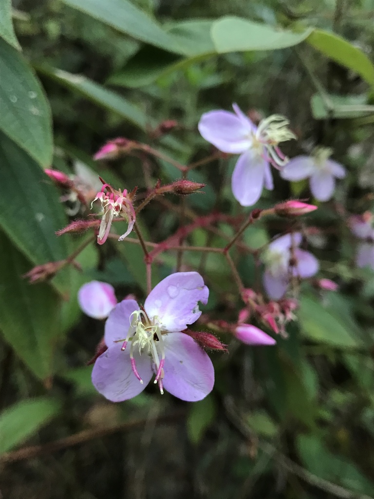 Ernestia goudotii