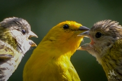 Sicalis flaveola