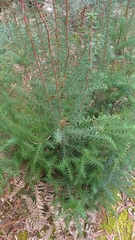 Leptecophylla oxycedrus