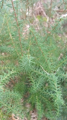 Leptecophylla oxycedrus