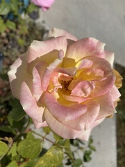 Rosa