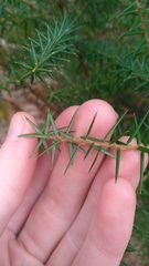 Leptecophylla oxycedrus