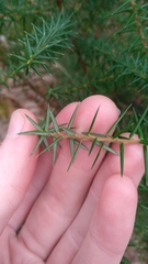 Leptecophylla oxycedrus