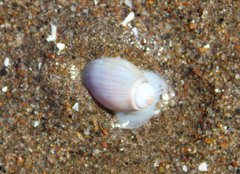 Olivancillaria