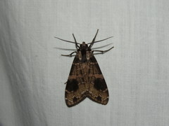 Elysius melanoplaga