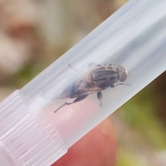 Brachyopa vacua