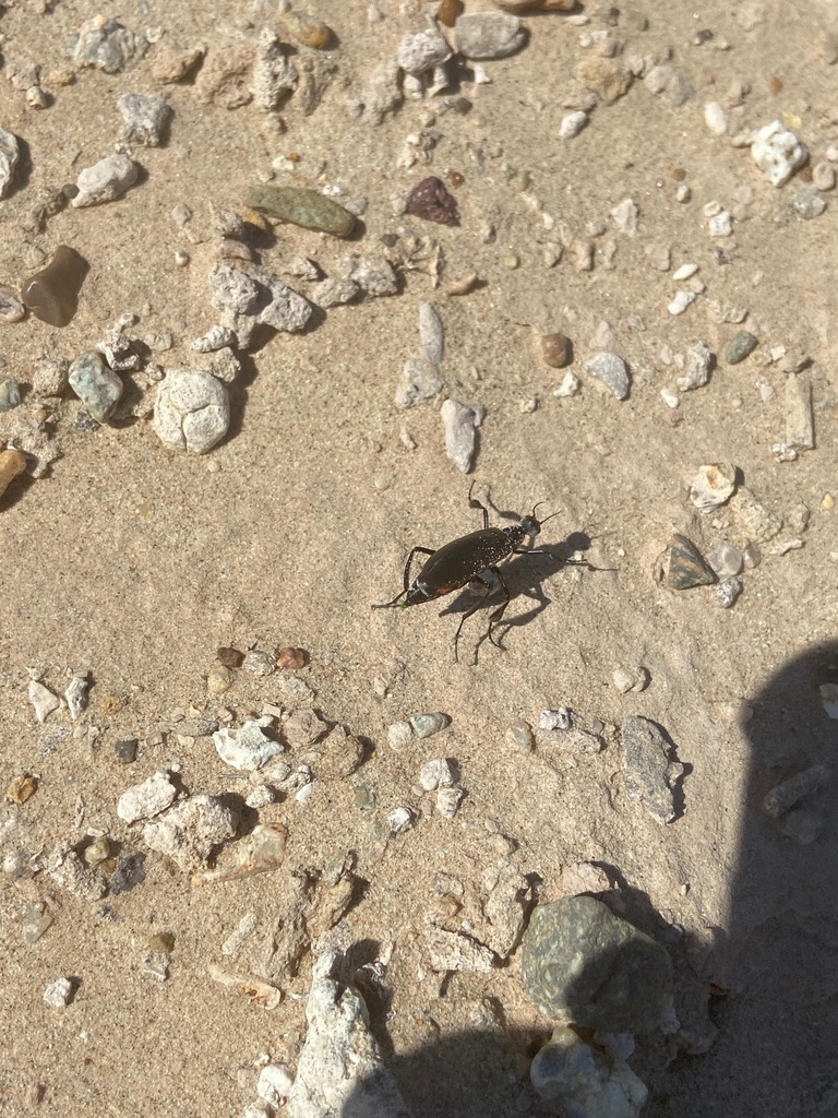 Phodaga alticeps