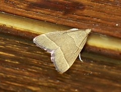 Hypsopygia decoloralis