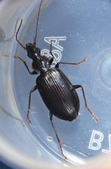 Platynus tenuicollis