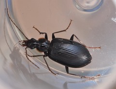 Platynus tenuicollis