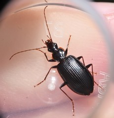 Platynus tenuicollis