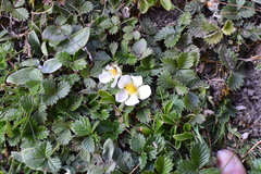Fragaria nubicola