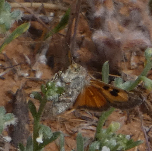Schinia aurantiaca