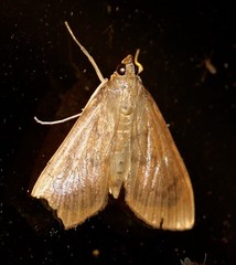 Protonoceras mitis