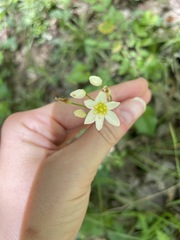 Nothoscordum bivalve