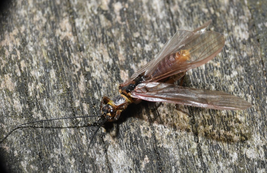 Taenionema