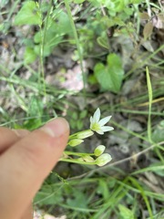 Nothoscordum bivalve
