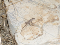 Sceloporus occidentalis longipes