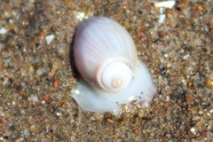 Olivancillaria