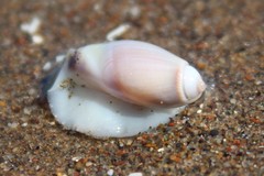 Olivancillaria