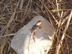 Sceloporus occidentalis longipes