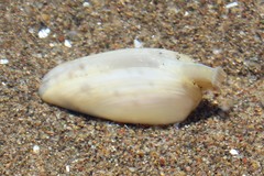 Amarilladesma mactroides