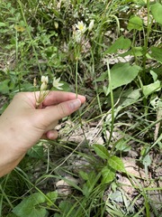Nothoscordum bivalve