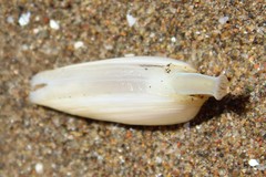 Amarilladesma mactroides