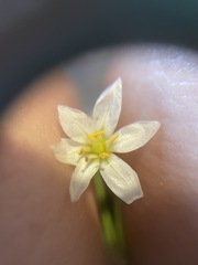 Nothoscordum bivalve
