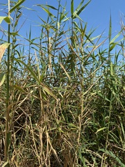Phragmites australis berlandieri