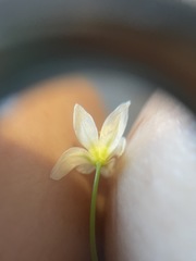 Nothoscordum bivalve
