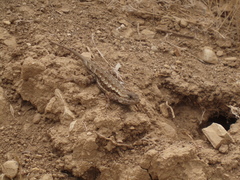 Sceloporus occidentalis longipes