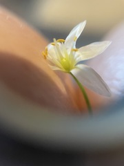 Nothoscordum bivalve