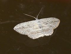 Scopula desita