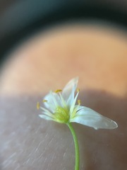 Nothoscordum bivalve