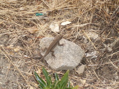 Sceloporus occidentalis longipes