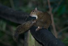 Sciurus aestuans ingrami