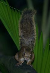Sciurus aestuans ingrami