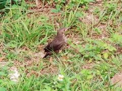 Turdus mandarinus