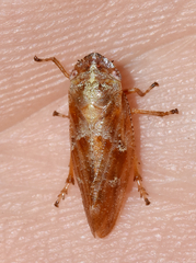 Aphrophora saratogensis